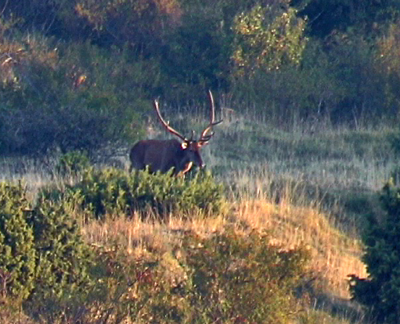 PASSIONE PER IL CERVO